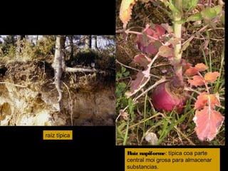 raíz típica 
Raíz napiforme: típica coa parte 
central moi grosa para almacenar 
substancias. 
 