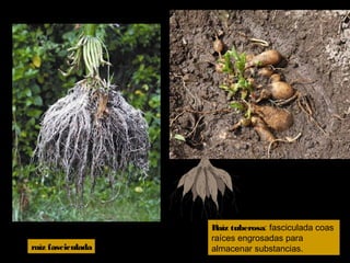 raíz fasciculada 
Raíz tuberosa: fasciculada coas 
raíces engrosadas para 
almacenar substancias. 
 