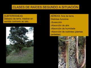 CLASES DE RAÍCES SEGUNDO A SITUACIÓN 
AÉREAS: fora da terra. 
Distintas funcións 
-Suxección 
-Absorción de aire 
-Absorción de humidade 
-Absorción de nutrintes (plantas 
parásitas) 
SUBTERRÁNEAS 
Debaixo da terra, medran en 
sentido contrario ao talo. 
 