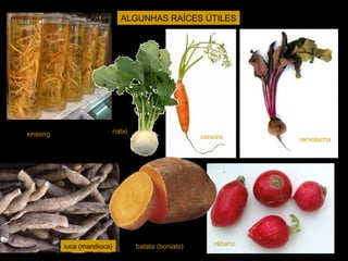 ALGUNHAS RAÍCES ÚTILES 
xinseng nabo 
cenoira remolacha 
rábano 
iuca (mandioca) batata (boniato) 
 