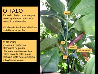 O TALO 
Parte da planta, case sempre 
aérea, que serve de soporte 
aos outros elementos. 
Xeralmente ten forma cilíndrica 
e divídese en ponlas. 
xema 
Talo secundario 
entrenó 
nó 
nó 
FUNCIÓNS: 
-Suxeita ao resto dos 
elementos da planta. 
-Conduce substancias das 
raices cara ás follas e das 
follas ao resto dos elementos, 
a través dos vasos. 
 
