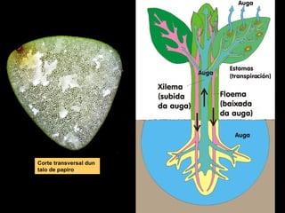 Corte transversal dun 
talo de papiro 
 