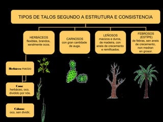 TIPOS DE TALOS SEGUNDO A ESTRUTURA E CONSISTENCIA 
HERBÁCEOS 
flexibles, brandos, 
xeralmente ocos. 
CARNOSOS 
con gran cantidade 
de auga. 
LEÑOSOS 
macizos e duros, 
de madeira, con 
aneis de crecemento 
e remificados. 
FEBROSOS 
(ESTÍPE) 
de febras, sen aneis 
de crecemento, 
non medran 
en grosor. 
Herbáceo macizo 
Cana: 
herbáceo, oco, 
dividido por nós. 
Cálamo: 
oco, sen dividir, 
 