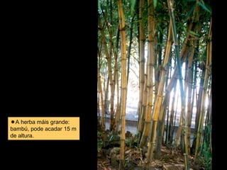 A herba máis grande: 
bambú, pode acadar 15 m 
de altura. 
 