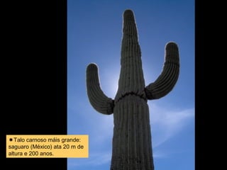 Talo carnoso máis grande: 
saguaro (México) ata 20 m de 
altura e 200 anos. 
 