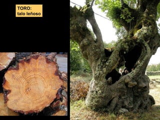 TORO: 
talo leñoso 
 