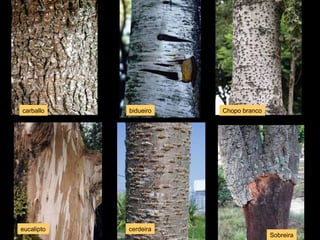 carballo 
eucalipto 
bidueiro Chopo branco 
cerdeira 
Sobreira 
 
