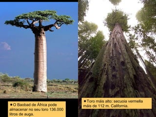 O Baobad de África pode 
almacenar no seu toro 136.000 
litros de auga. 
Toro máis alto: secuoia vermella 
máis de 112 m. California. 
 