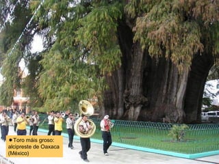 Toro máis groso: 
alcipreste de Oaxaca 
(México) 
 