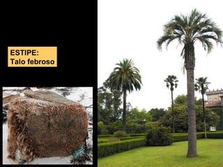 ESTIPE: 
Talo febroso 
 