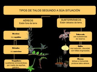 TIPOS DE TALOS SEGUNDO A SÚA SITUACIÓN 
AÉREOS 
Están fora da terra 
SUBTERRÁNEOS 
Están debaixo da terra. 
Dereitos 
ou erguidos 
Deitados 
ou rastreiros 
Trepadores 
suxéitanse enroscándose, 
por medio de espiñas, 
gabiáns... 
Tubérculo 
con substancias 
de reserva. 
Bulbo 
moi reducido, discoidal, 
con follas engrosadas. 
Rizoma 
leñoso e horizontal, 
produce talos aéreos. 
 