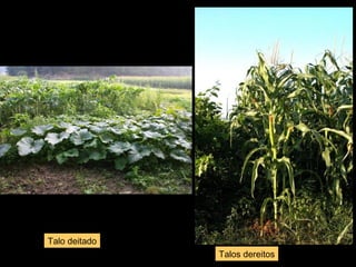 Talos dereitos 
Talo deitado 
 