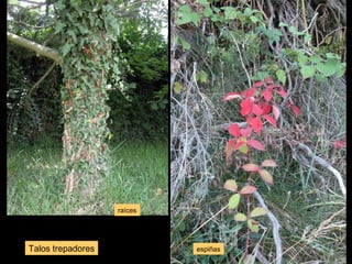 Talos trepadores 
raíces 
espiñas 
 