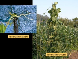 Talo trepador (voluble) 
Talo trepador: gabiáns 
 