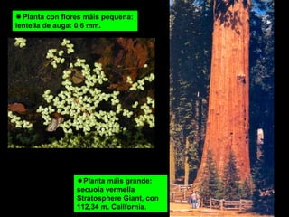 Planta con flores máis pequena: 
lentella de auga: 0,6 mm. 
Planta máis grande: 
secuoia vermella 
Stratosphere Giant, con 
112,34 m. California. 
 