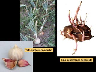 Talo subterráneo-tubérculo 
Talo subterráneo-bulbo 
 