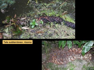 Talo subterráneo: rizoma 
 