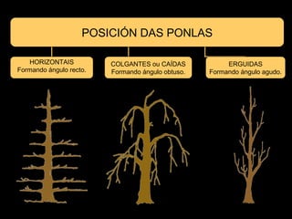 POSICIÓN DAS PONLAS 
HORIZONTAIS 
Formando ángulo recto. 
COLGANTES ou CAÍDAS 
Formando ángulo obtuso. 
ERGUIDAS 
Formando ángulo agudo. 
 