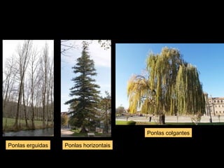 Ponlas erguidas Ponlas horizontais 
Ponlas colgantes 
 