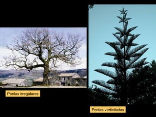 Ponlas irregulares 
Ponlas verticiladas 
 