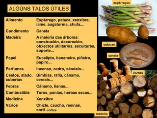 ALGÚNS TALOS ÚTILES 
Alimento Espárrago, pataca, xenxibre, 
iame, augaturma, chufa... 
Condimento Canela 
Madeira A maioría das árbores: 
construción, decoración, 
obxectos utilitarios, esculturas, 
soporte... 
Papel Eucalipto, bananeira, piñeiro, 
papiro... 
Perfumes Incenso, cedro, sándalo... 
Cestos, atado, 
Bimbias, rafia, cánamo, 
cubertas 
cereais... 
Febras Cánamo, lianas... 
Combustible Toros, ponlas, herbas secas... 
Medicina Xenxibre 
Varios Chicle, caucho, resinas, 
cortiza... 
espárragos 
patacas 
canela 
cortiza 
madeira 
cortiza 
 