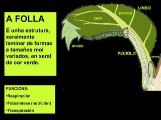 LIMBO 
PECIOLO 
xema 
cara 
envés 
nervos 
A FOLLA 
É unha estrutura, 
xeralmente 
laminar de formas 
e tamaños moi 
variados, en xeral 
de cor verde. 
FUNCIÓNS: 
•Respiración 
•Fotosíntese (nutrición) 
•Transpiración 
 