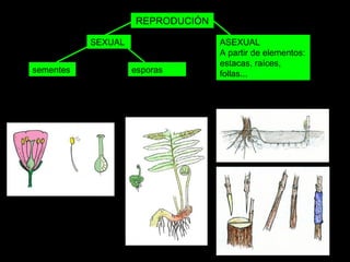 SEXUAL ASEXUAL 
A partir de elementos: 
estacas, raíces, 
follas... 
REPRODUCIÓN 
sementes esporas 
 