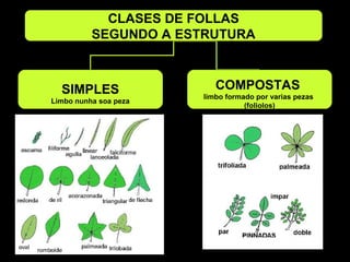 CLASES DE FOLLAS 
SEGUNDO A ESTRUTURA 
SIMPLES 
Limbo nunha soa peza 
COMPOSTAS 
limbo formado por varias pezas 
(foliolos) 
 