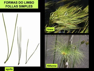 FORMAS DO LIMBO 
FOLLAS SIMPLES 
agulla 
linear 
filiforme 
 