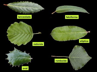 lanceolada falciforme 
redonda 
elíptica 
oval 
romboide 
 