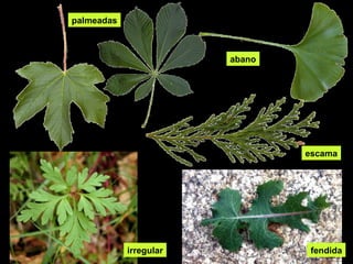 irregular fendida 
palmeadas 
abano 
escama 
 