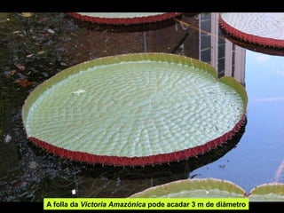A folla da Victor ia Amazónica pode acadar 3 m de diámetro 
 