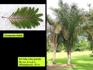 Composta-doble 
A folla máis grande: 
Ra phia fa rinife ra 
(Madagascar): 20 m. 
 