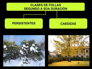 CLASES DE FOLLAS 
SEGUNDO A SÚA DURACIÓN 
PERSISTENTES CAEDIZAS 
 