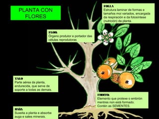 FOLLA 
Estrutura laminar de formas e 
tamaños moi variados, encargada 
da respiración e da fotosíntese 
(nutrición) da planta. 
FLOR: 
Órgano produtor e portador das 
células reprodutoras 
TALO 
Parte aérea da planta, 
endurecida, que serve de 
soporte a todas as demais. 
RAÍZ: 
Suxeita a planta e absorbe 
auga e sales minerais. 
FROITO: 
Elemento que protexe o embrión 
mentres non está formado. 
Contén as SEMENTES. 
PLANTA CON 
FLORES 
 