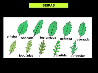 BEIRAS 
 