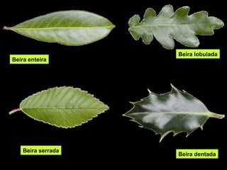 Beira enteira 
Beira lobulada 
Beira serrada Beira dentada 
 