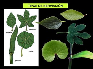 TIPOS DE NERVIACIÓN 
pinnada 
palmeada 
paralela 
radial 
 