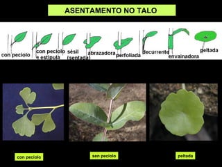 ASENTAMENTO NO TALO 
con peciolo sen peciolo peltada 
 