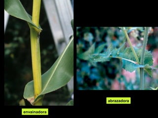 abrazadora 
envainadora 
 