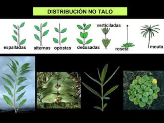 DISTRIBUCIÓN NO TALO 
 