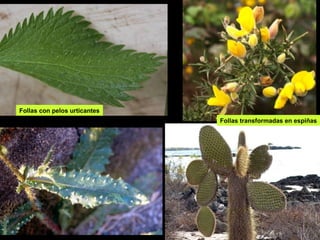 Follas con pelos urticantes 
Follas transformadas en espiñas 
 