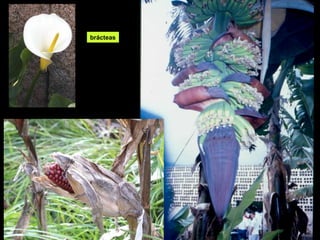 brácteas 
 