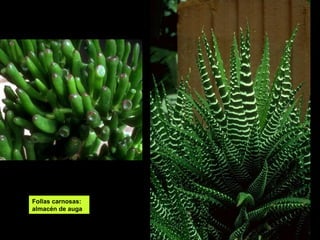 Follas carnosas: 
almacén de auga 
 