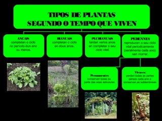 TIPOS DE PLANTAS 
SEGUNDO O TEMPO QUE VIVEN 
ANUAIS 
completan o ciclo 
no período dun ano 
ou menos. 
BIANUAIS 
completan o ciclo 
en dous anos. 
PLURIANUAIS 
tardan varios anos 
en completar o seu 
ciclo vital. 
PERENNES 
reproducen o seu ciclo 
vital periodicamente 
(xeralmente cada ano) 
sen morrer. 
Vivaces: 
perden todas as partes 
aéreas cada ano e 
conservan as subterráneas. 
Permanentes 
conservan todas ou 
parte das súas estruturas 
 