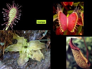 trampa 
 