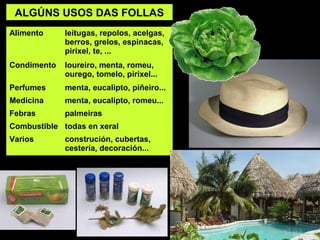 ALGÚNS USOS DAS FOLLAS 
Alimento leitugas, repolos, acelgas, 
berros, grelos, espinacas, 
pirixel, te, ... 
Condimento loureiro, menta, romeu, 
ourego, tomelo, pirixel... 
Perfumes menta, eucalipto, piñeiro... 
Medicina menta, eucalipto, romeu... 
Febras palmeiras 
Combustible todas en xeral 
Varios construción, cubertas, 
cestería, decoración... 
 