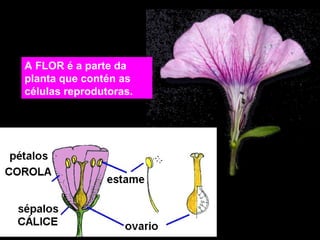 A FLOR é a parte da 
planta que contén as 
células reprodutoras. 
 