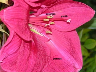 pistilo 
estames 
pétalos 
 