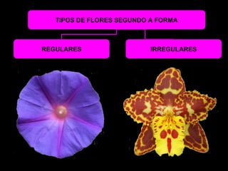 TIPOS DE FLORES SEGUNDO A FORMA 
REGULARES IRREGULARES 
 